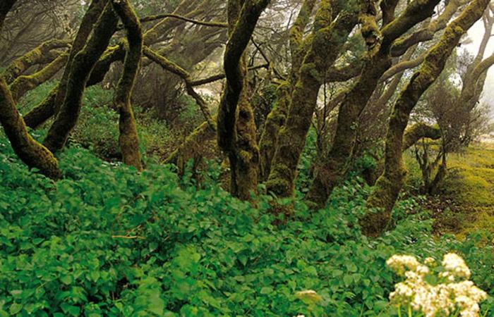 Finca Los Arcos Del Laurel 摩亚 外观 照片