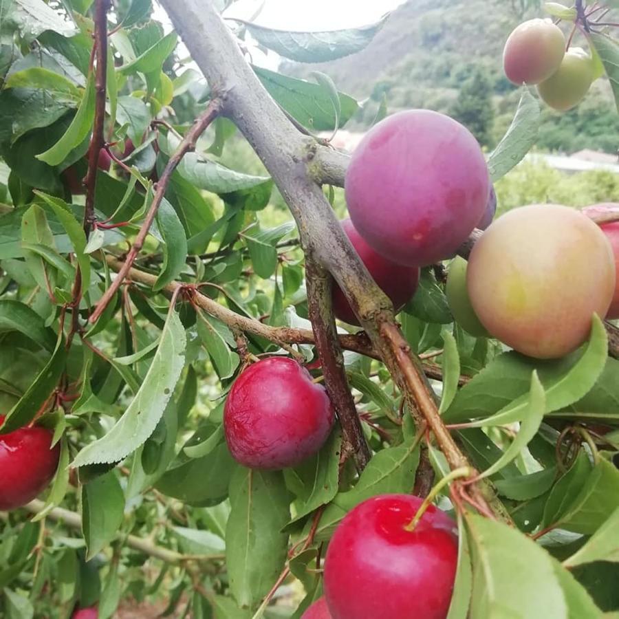 Finca Los Arcos Del Laurel 摩亚 外观 照片
