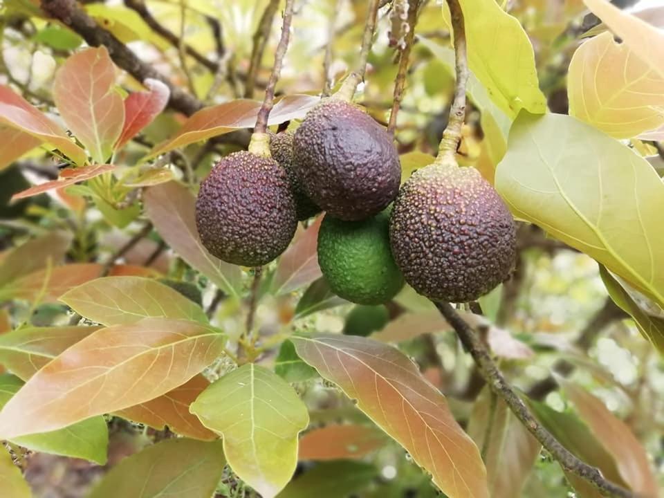 Finca Los Arcos Del Laurel 摩亚 外观 照片