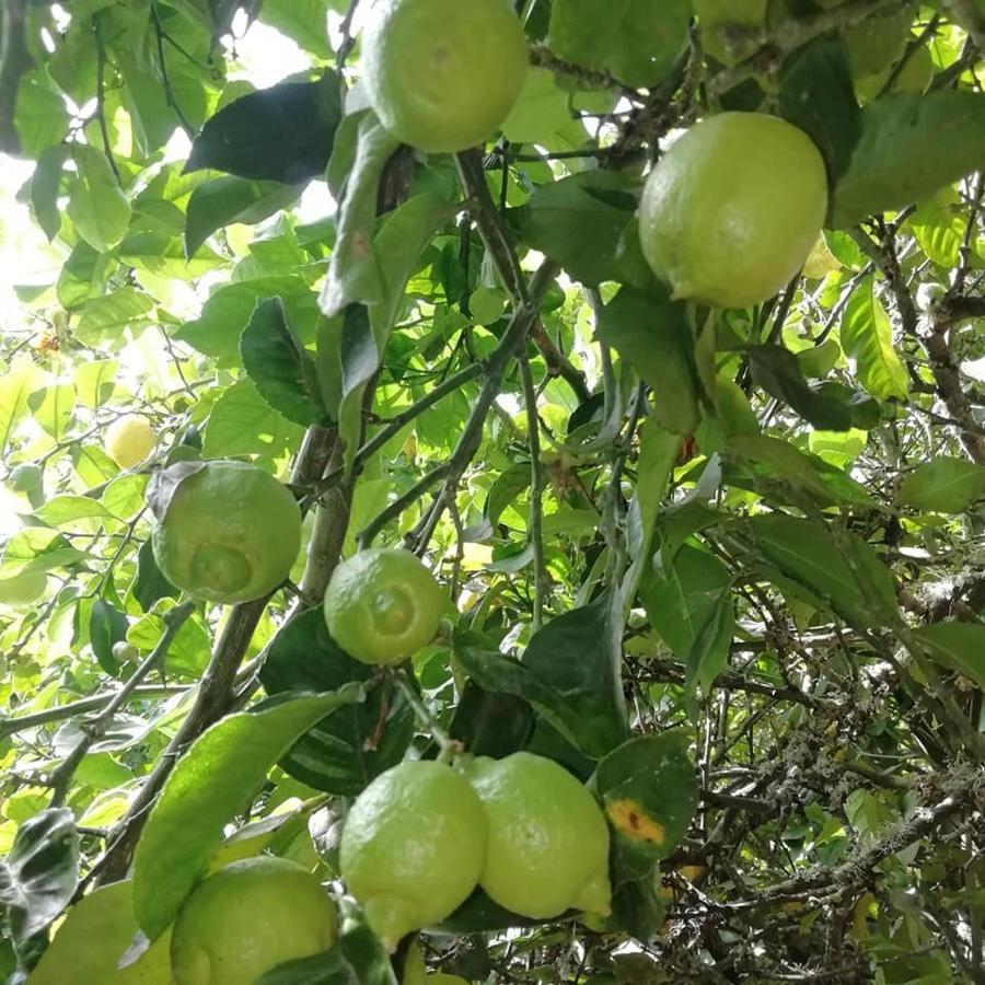 Finca Los Arcos Del Laurel 摩亚 外观 照片