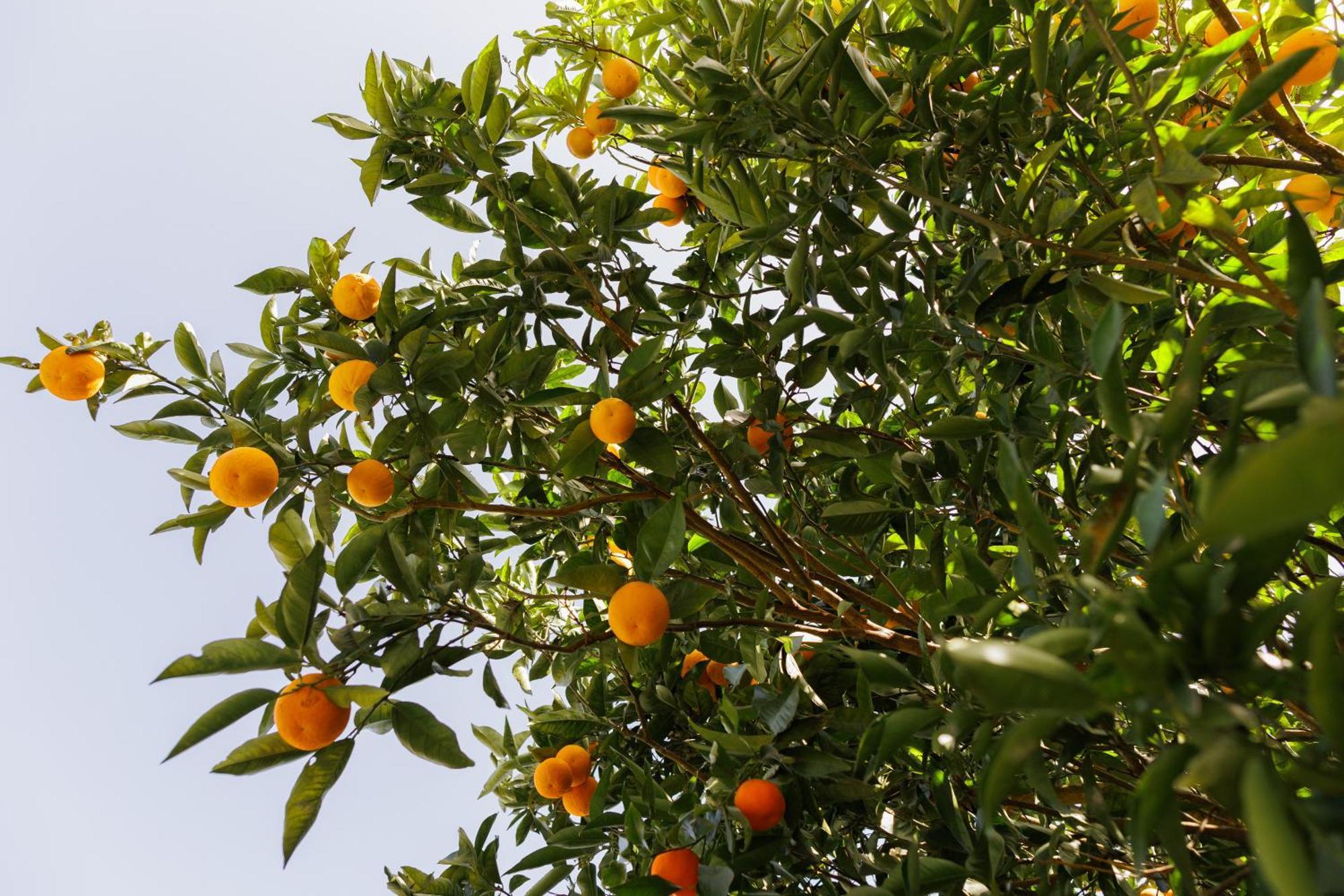 Finca Los Arcos Del Laurel 摩亚 外观 照片