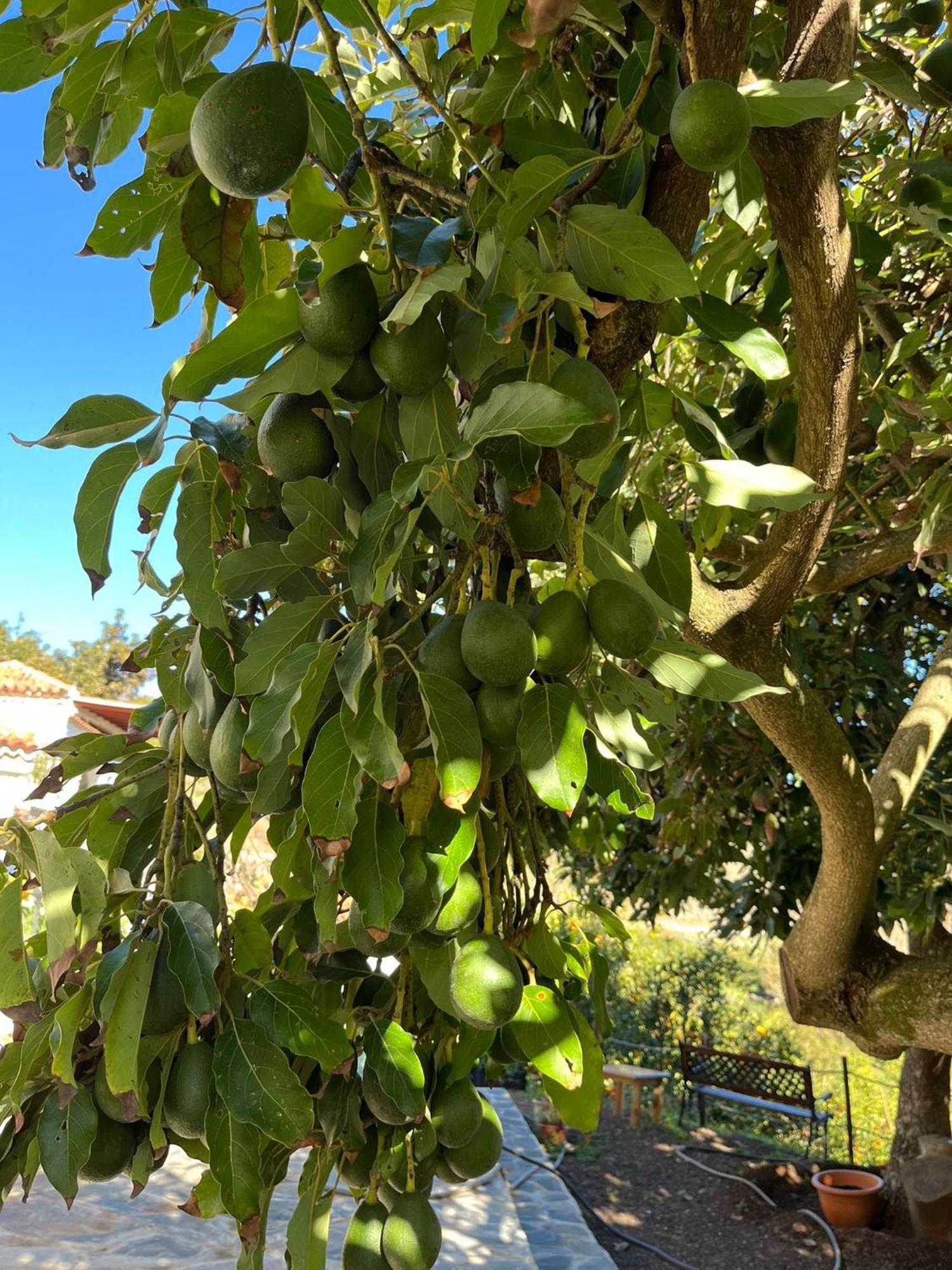Finca Los Arcos Del Laurel 摩亚 外观 照片