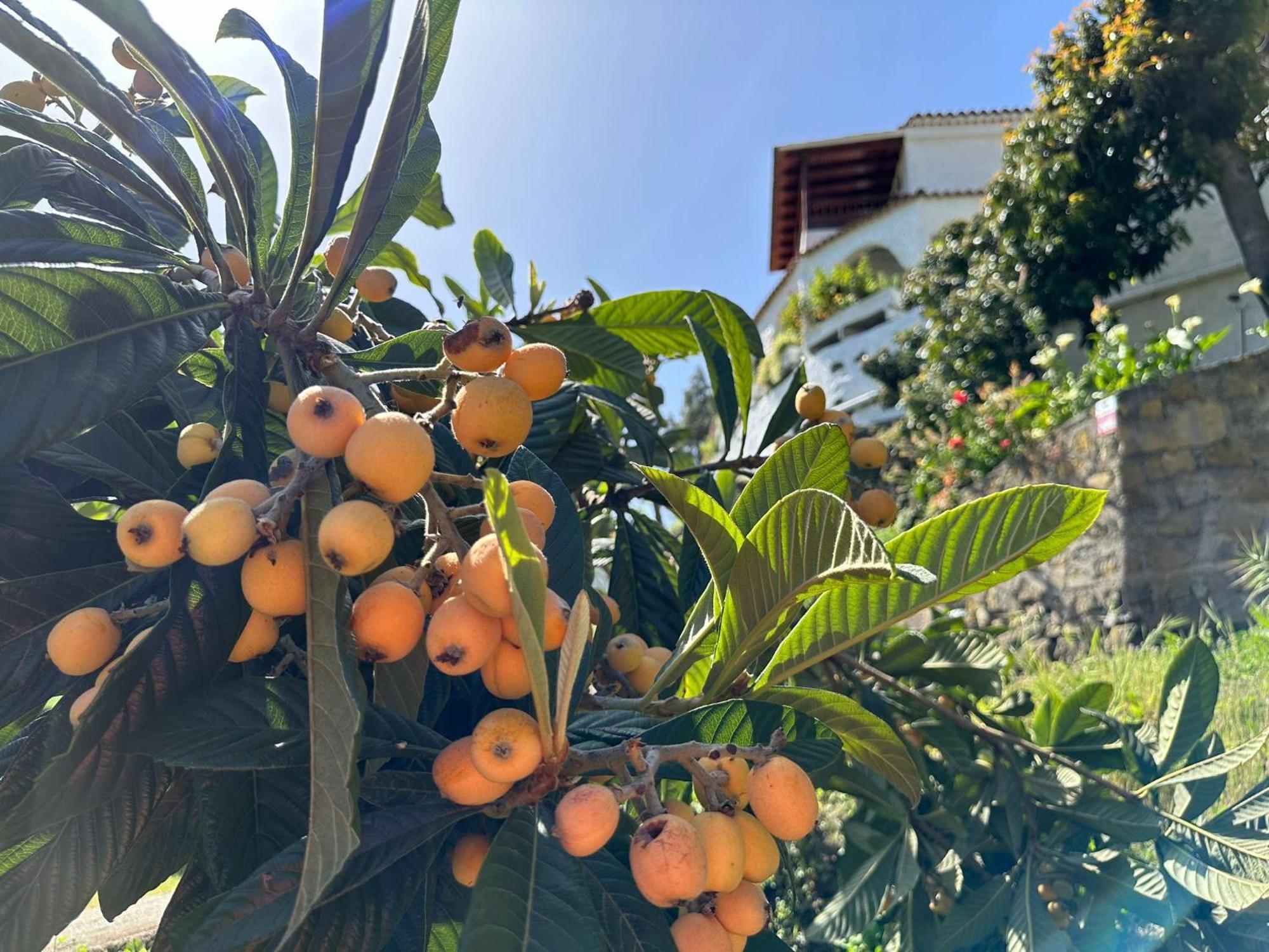 Finca Los Arcos Del Laurel 摩亚 外观 照片