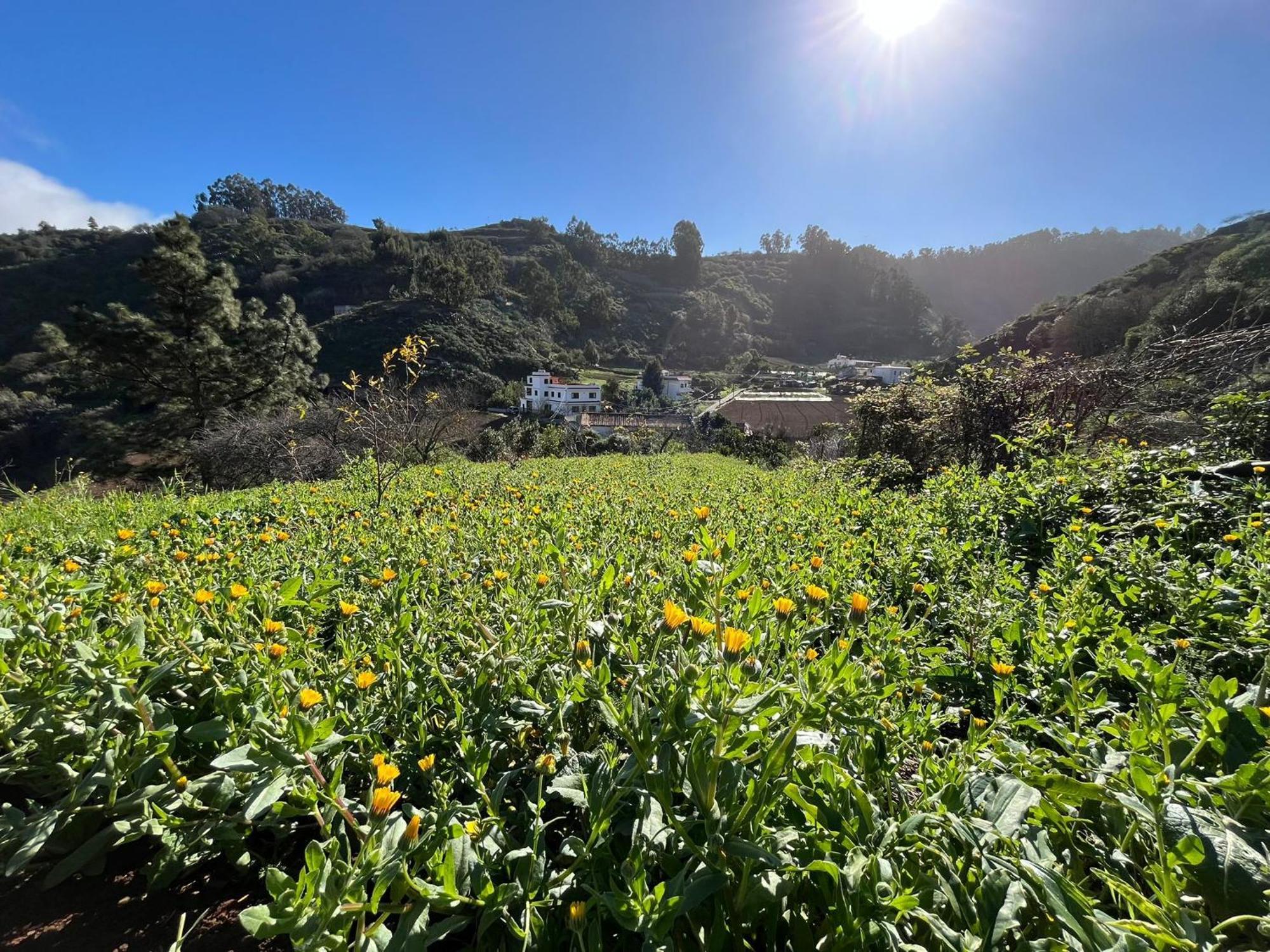 Finca Los Arcos Del Laurel 摩亚 外观 照片
